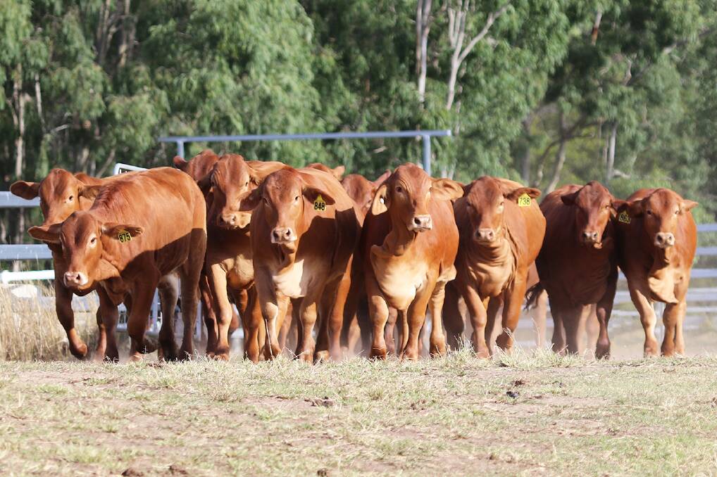 Close to 20 heifers will be offered at the eighth annual High Country Droughtmasters on-property sale at Eskdale on August 21.
