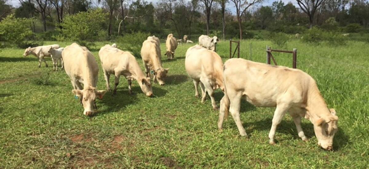 Ideal type: Smooth coated medium frame females typical of the breeders the Flanagans are producing with their Charnelle Charolais cows.