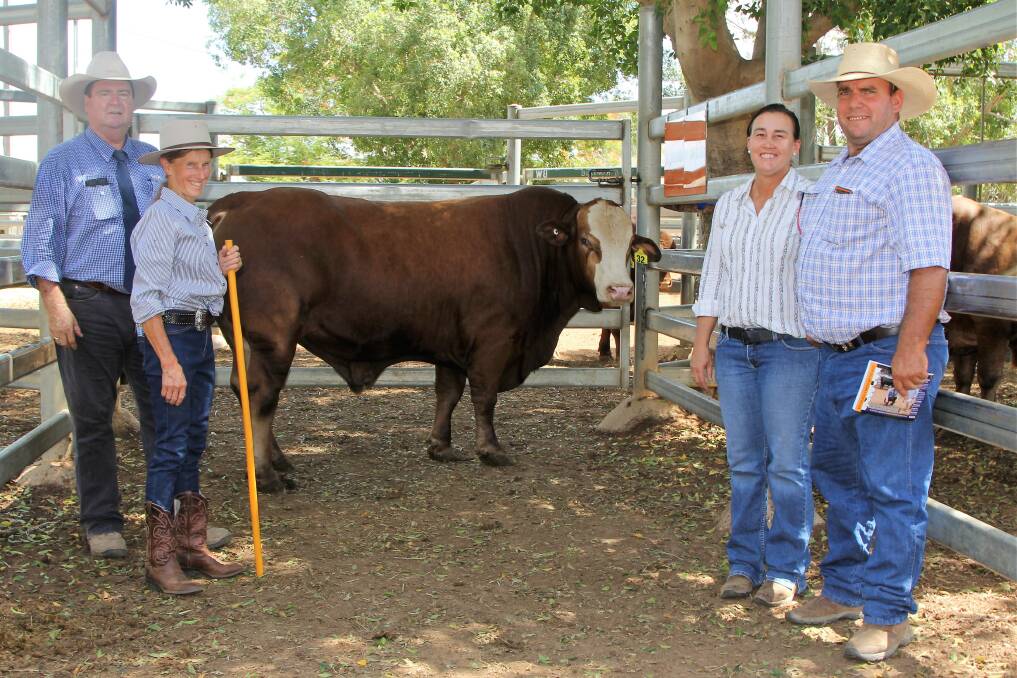 Value: GDL Stud Stocks' Peter Brazier, Noanga Simmentals' Janet Allan, and buyers Mel and Clayton Arnold, Muttaburra, with the $4500 equal top price bull of the 2019 sale, Noanga Parker, a Simmental/Droughtmaster cross.