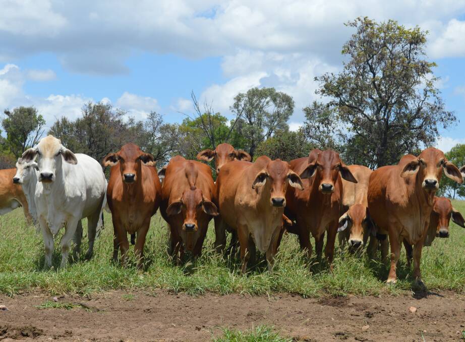 Brahman focus: The Williams run a 7000 head, predominantly Brahman, and Droughtmaster breeding herd which are joined to Brahman and Brangus bulls.