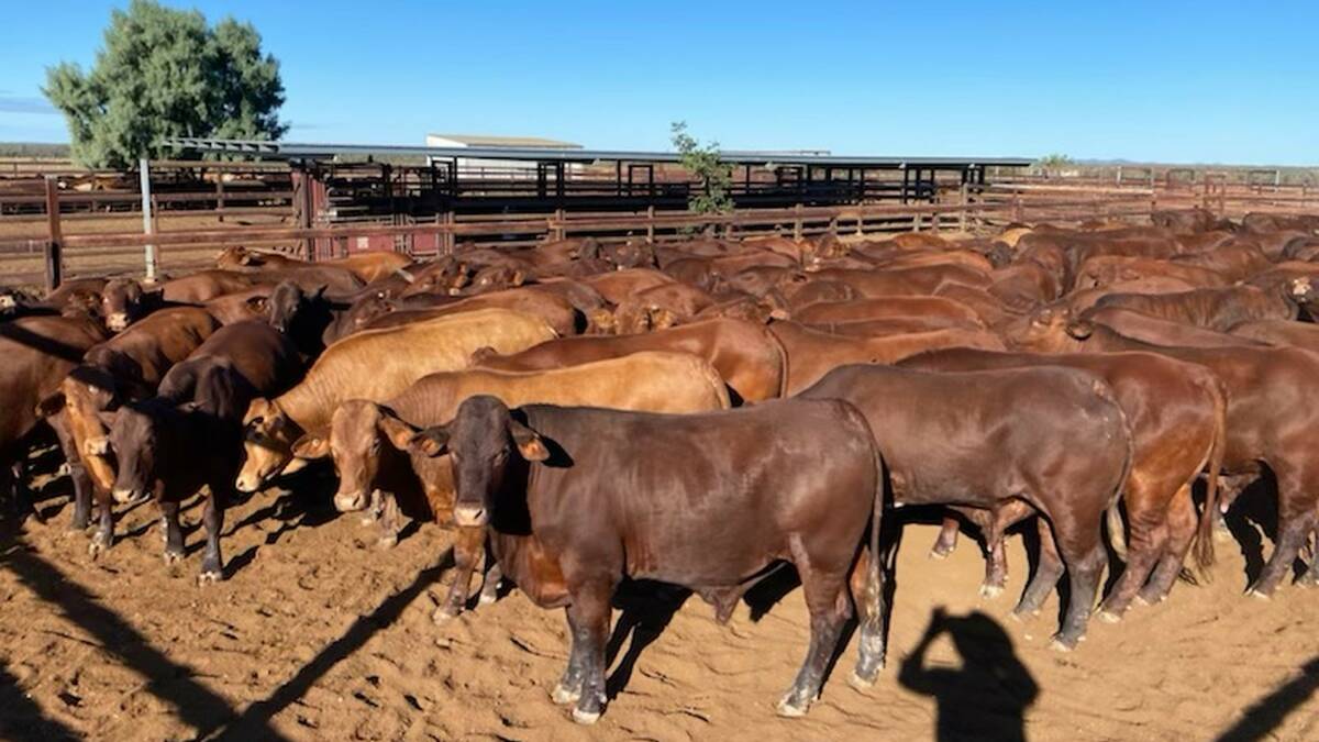Well established: The weight for age gains and general hardiness of the Santa Gertrudis have been key to the success of the Moller familys' business for more than 40 years.