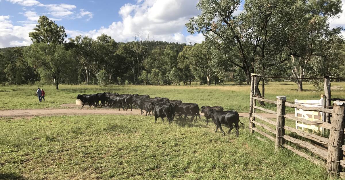 Brangus beauties: Colin and Trina Hoy's daughter Kimberly and her partner Tim Franks leading some of the pure Brangus weaners out of the yards on property at Green Valley, Bogantungan.