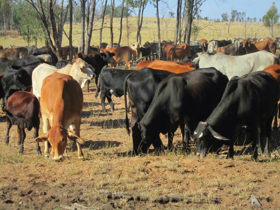 A selection of Hartley Grazing's crossbred heifers which have their first calf at Coopermurra or Southlands and are then taken to Crystalbrook as breeders. 