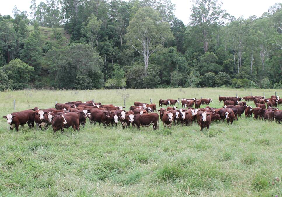 The Humphreys join 400 females annually with Santa bulls put over Hereford breeders and Hereford bulls are put with Santa cows.
