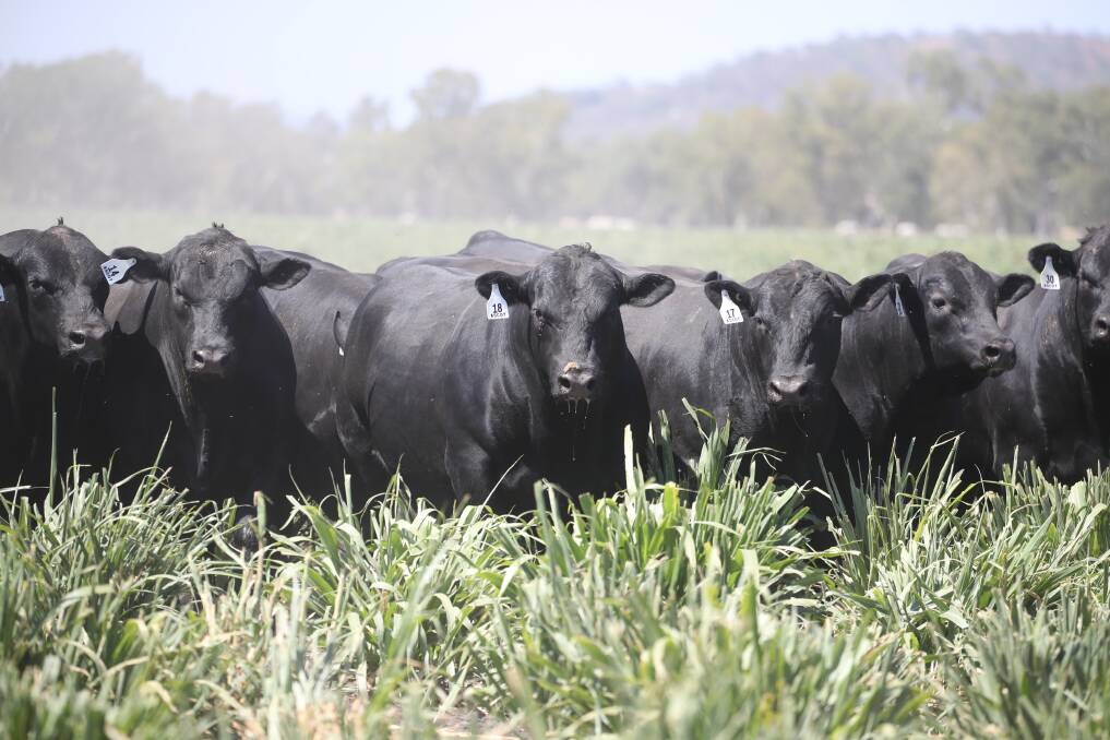 Jim Wedge said they've purchased three new Angus stud sires which will have their first calves in the Ascot Autumn Bull and Heifer Sale. The three sires are Millah Murrah Loch Up, Clunie Range Kahlua and K5X Legend.