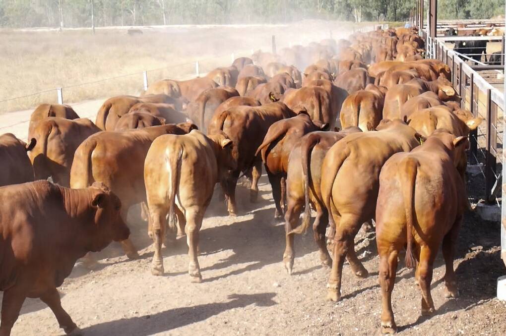 Hardy performers: Through this past Summers' intense heat and humidity, Droughtmasters in the Donovans' Duaringa Station feedlot maintained a higher level of feed intake and in turn weight gain in comparison to other types.