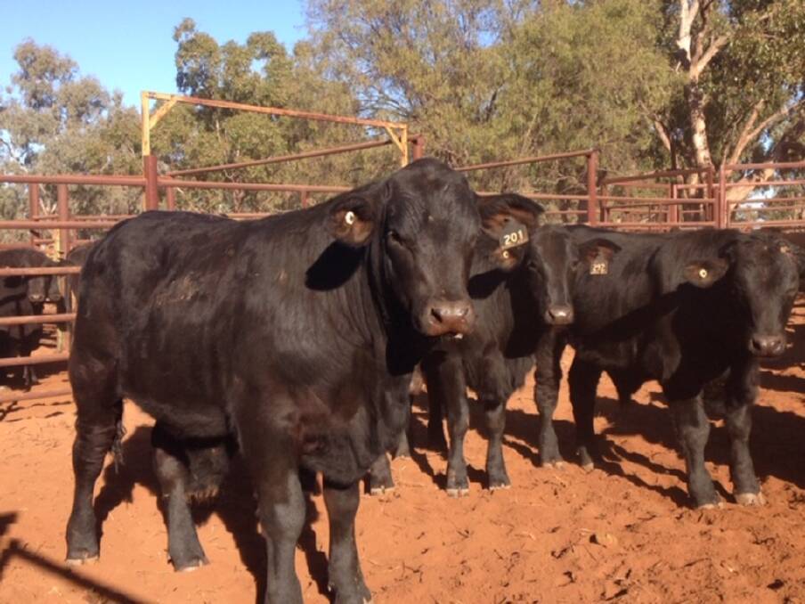Great growth: Weaners by Nindooinbah Ultrablack bulls reached 350kg on Cashel Vale in good seasonal conditions in 2017.