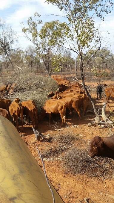 Hardy: The Schmidts' Belmont Red cows and calves did well on a sole Mulga diet with supplements at Alawoona during its most severe drought ever in January 2019.