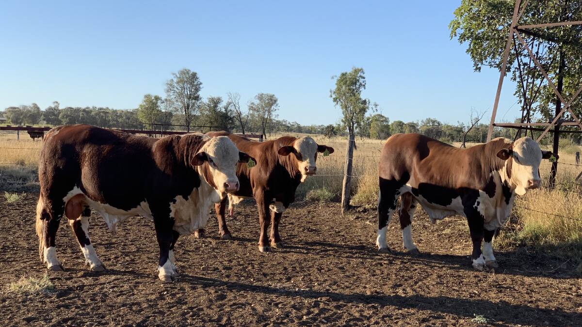 Sale progeny: Composite bulls sired by bulls purchased at the Roma Poll Hereford Sale are put back into the herd at Winvic.