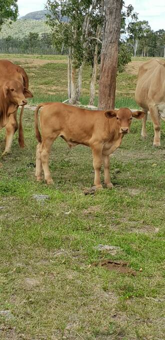 A two-month old Drougtmaster x Gelbvieh from the most recent drop of calves Mr Teys has produced.