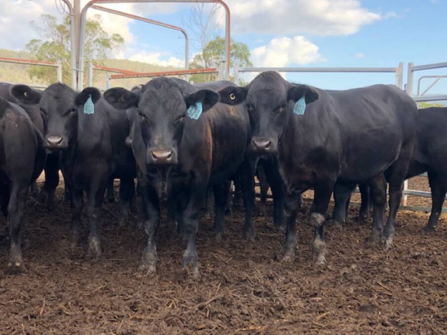 Hardy: Leisa Holden said their Brangus weaners have been performing admirably throughout the drought. The majority of their weaners are sold at between 280 and 320kg to the feedlots or through AuctionsPlus.