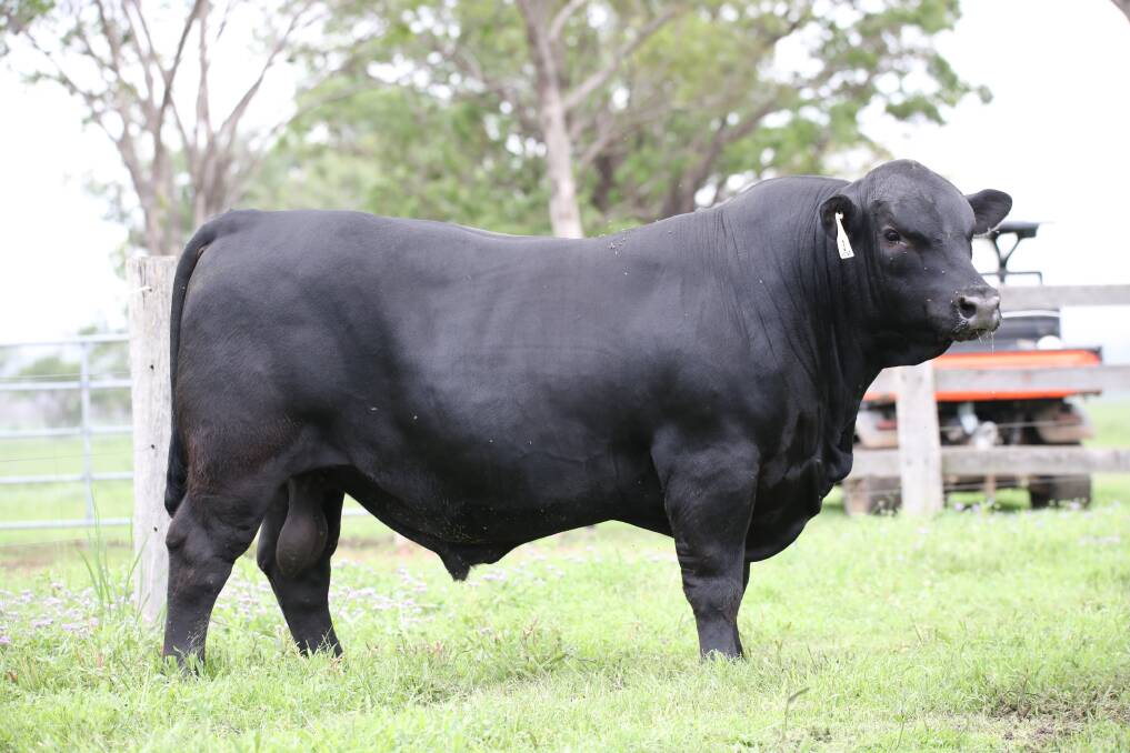 One to watch: Jim Wedge said one of the best bulls available in the sale draft is lot 3, Ascot Prime Mover P329, by Millah Murrah Highlander G7, out of Millah Murrah Brenda J47.