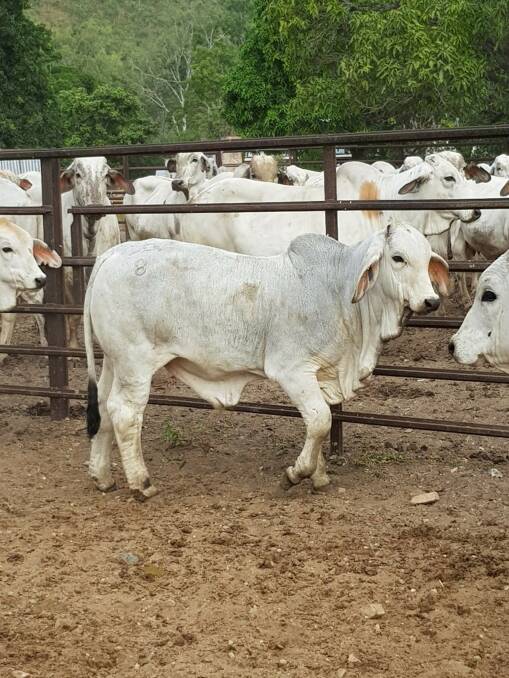 Reliable: Mr Ryan said Brahmans have performed well on the coastal country at Limehills for close to 50 years.