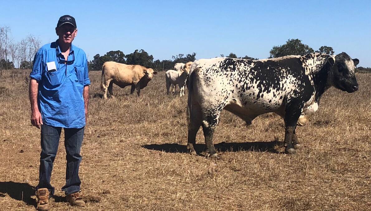 Beefing up the herd: Jim Curran with Wattle Grove TNT in the paddock with Charbray breeders at Warwick Park, Middlemount.