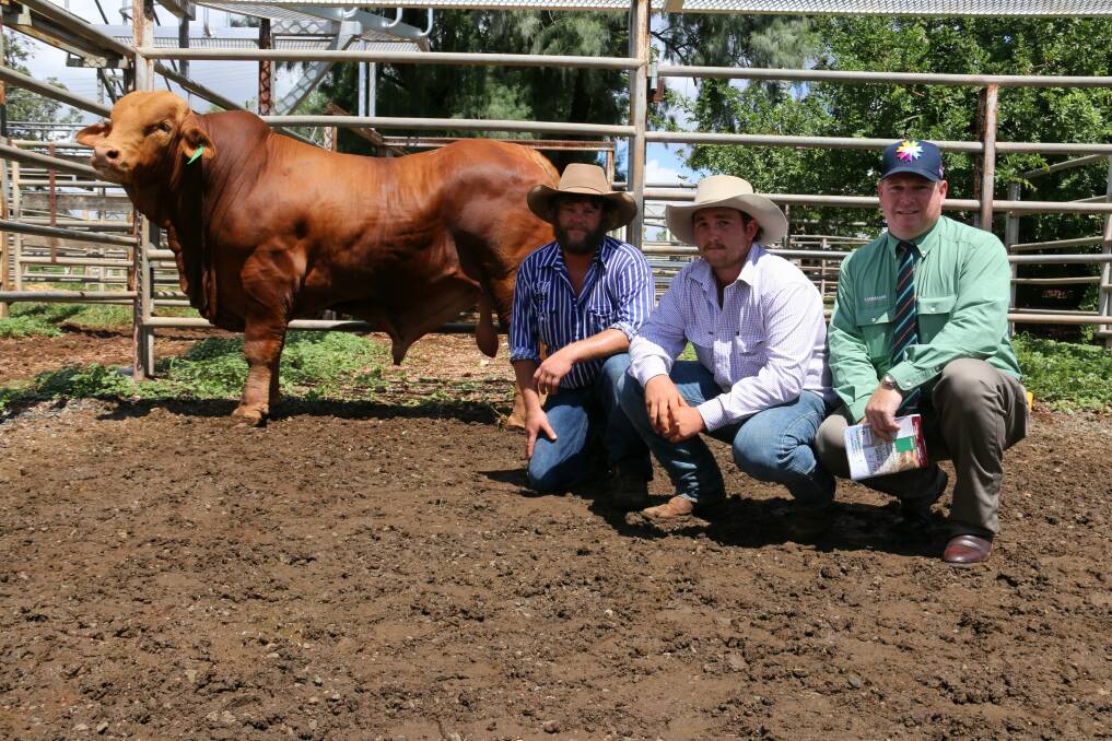 Wonderful Wanditta: The $38,000 joint top price bull last year, Medway Wanditta (P) D5, with vendor Brenten Donaldson, Medway, Bogantungan, buyer Tom Flohr, Red River Droughtmasters, Nebo, and Mark Scholes, Landmark. 