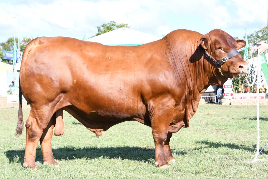 Beef benefits: The Maynards exported 1500 straws from 5 Star Stairmaster to a client in Paraguay who they met at Beef 2018. Through the program, their client now has his first calves on the ground and has issued another order.
