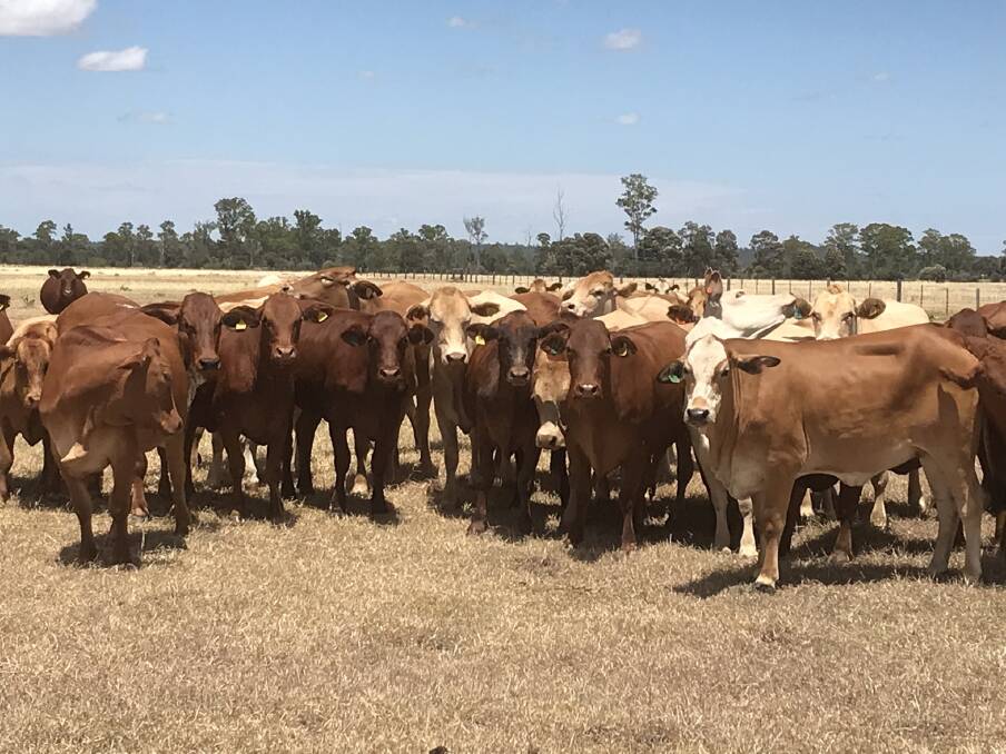 Successful cross: In their program the Handleys predominantly join Droughtmaster bulls back over their 1600 head Droughtmaster x Charbray x Red Angus breeding herd.