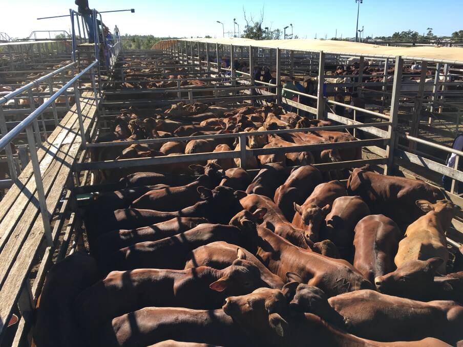 Roma-centric: High numbers of progeny from sires purchased at the Roma Droughtmaster Bull Sale are sold as steers and heifers during the weekly Roma market sales.