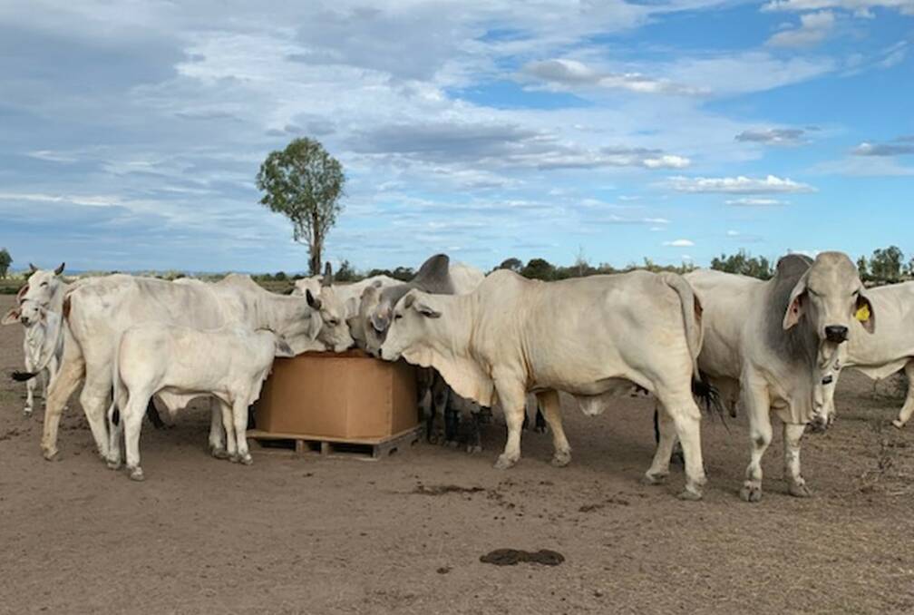 Benefits: The Fatta Fasta box (which will be showcased at Beef 2021) are advantageous in that they don't require grain feeders or troughs and they're rain safe.