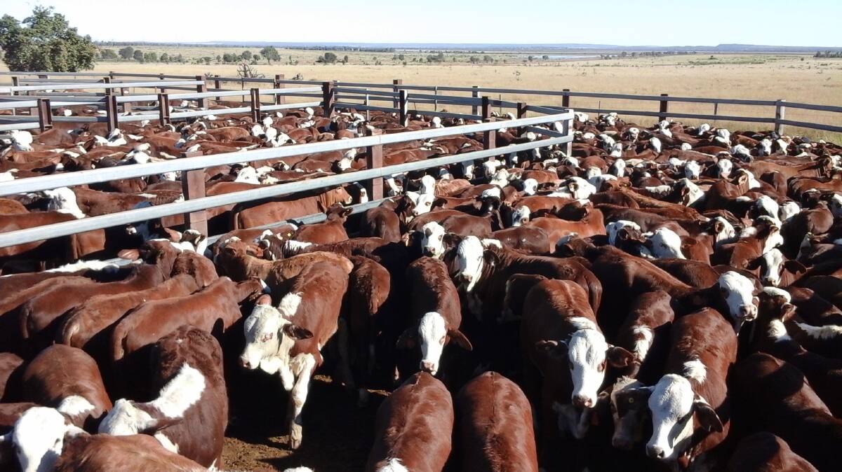 Destination: The predominantly pure Braford weaners the Galloways produce on their properties Barrain and Coalmine, are fattened and sold into the Teys Grassland EU MSA market.