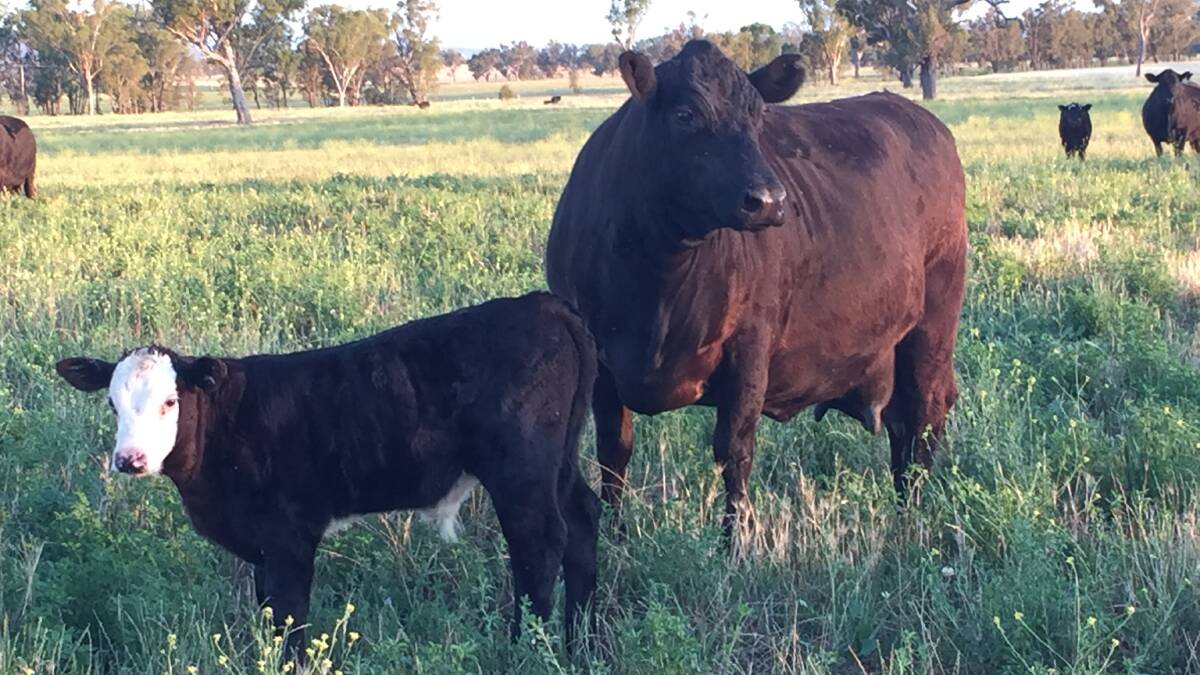 An Angus cow with a Hereford-cross calf. The Haggartys at Goonoo Goonoo Station, near Tamworth, cross Hereford and Angus back and forth to take advantage of the hybrid vigour.