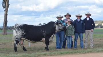 The $100,000 world record breaking bull with vendors Greg Ebbeck and Svetlana Kouzan, Six Star Speckle Park, Bundanoon, and Levi Boes, Southern Aurora Speckle Cattle Company, Berry, agent Scott Myers, H. Francis and Co, Wagga Wagga, and guest auctioneer Paul Dooley, Tamworth. Photo: Hannah Powe