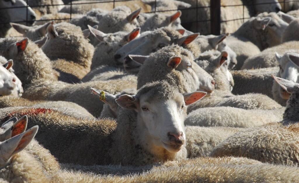 AgForce sheep and wool board president Stephen Tully said the timeline was unrealistic. Picture: File 