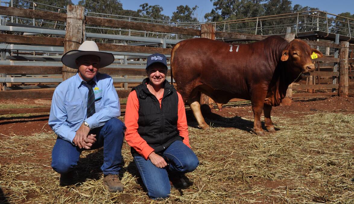 Midge Thompson, Aussie Land and Livestock and Colleen Smith with the second top priced bull, Vale View Altivo 2 (P), who sold to the Woolcock family, Springsure.