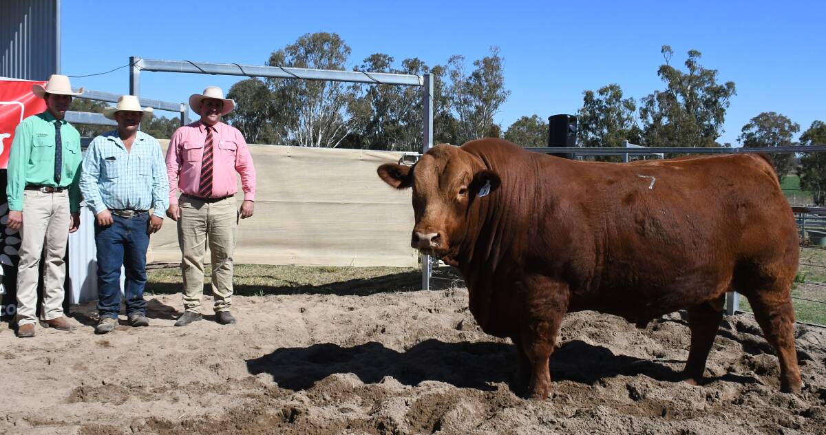 Simon Booth, Nutrien, Ben Passmore, Benjarra Limousin stud and Anthony Ball Elders Stud stock with the top priced bull Secret Service S29