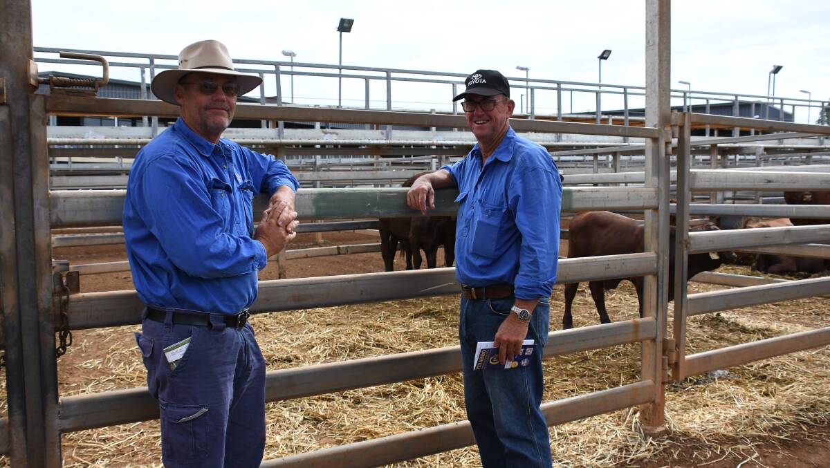 Ian Andrews, Truwallun, Roma, Qld, and Ron Irwin, Roma, are returning to Santa Gertrudis in their commercial herd.