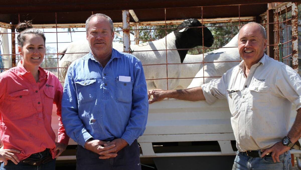 Loaded and ready to go to his new home is the $6200 top priced Dorper ram pictured with Sophie Curtis, Bellevue, Millmerran is repeat buyer Owen Betts, Biddeston and David Curtis, Bellevue, Millmerran. 