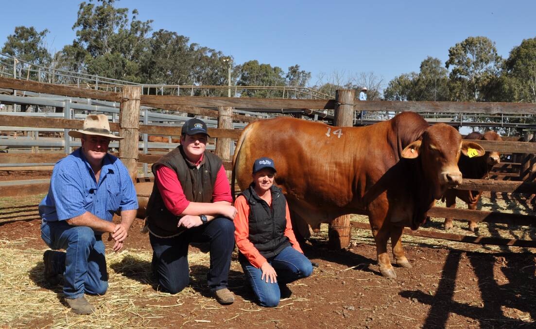 Bob and Lachie Nicholls, Kilkenny Droughtmasters with Colleen Smith, Vale View Droughtmasters and the top priced bull, Vale View Alcatraz 2 (S).