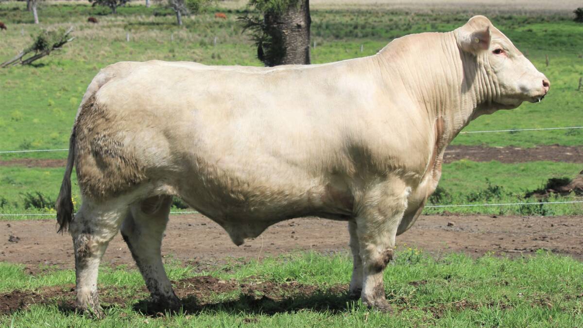 The $22,000 top priced bull Allednaw Glenlea Leopold R55. 
