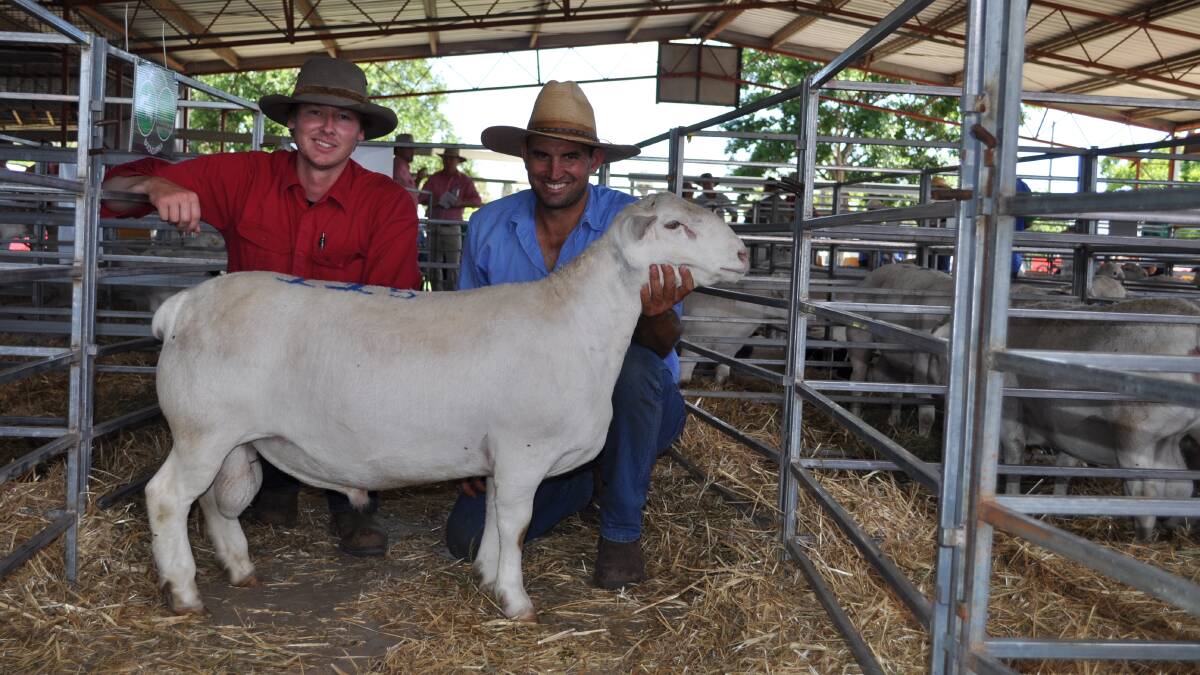 Harry Siddins, Lower Plains Livestock via St George, with Francois Smit, Smit White Dorpers, Boondarra, Roma, and Boondarra 170326 which sold for $1800.