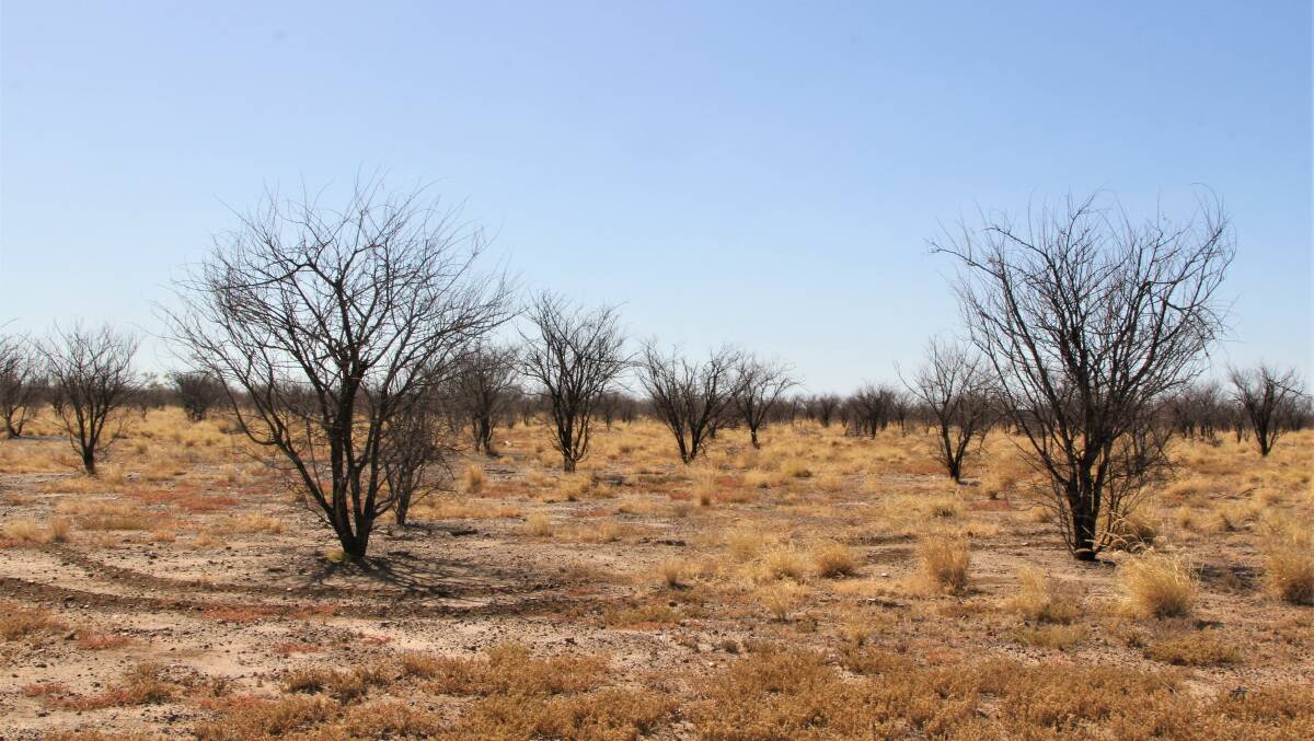 A fenced-off prickle bush infestation at Winton treated with tebuthiron pellets, which has a residual effect on seedlings trying to germinate.