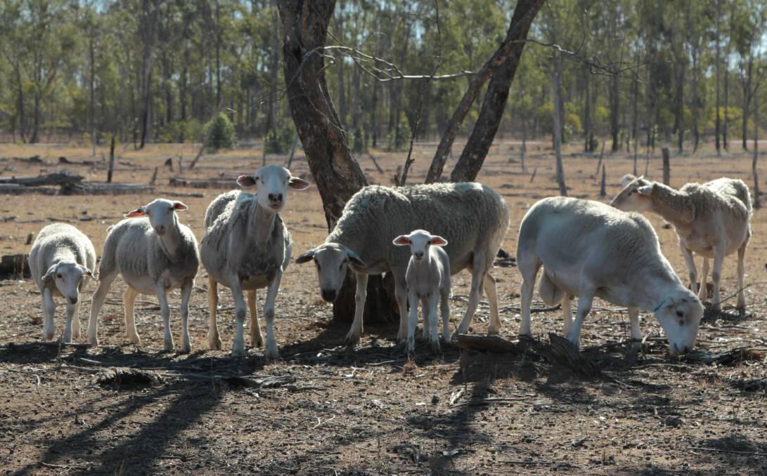 Dry argument: A mob of Dorper cross ewes, bought as part of a diversification strategy, are waiting out the drought along with Cameron and Lisa Shannon on their Boondooma property. Photo: Sally Cripps.