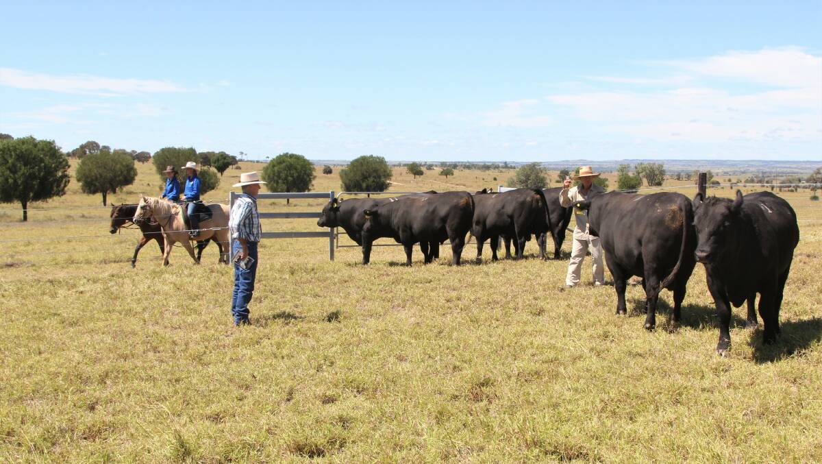 Buyers inspecting the bulls in holding paddocks before the sale.
