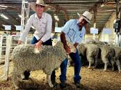 Rissmerino co-principal Alan Rissman and Gordonvale manager Mick Rigby displaying the top priced ram, in front of the rest of the draft of five rams purchased for the Ilfracombe property. Pictures: Sally Gall