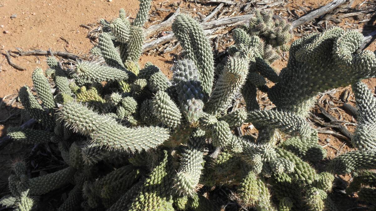 One of the coral cactus clumps at Longreach that biosecurity officers hope will be controlled by the release of a sap-sucking insect.