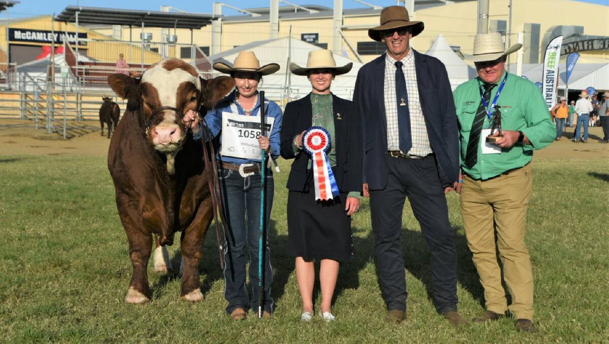 Grand champion Fleckvieh bull Daraabah Podrick led by Maddie McColl, judges Ruby and Ross Canning, and John Settree, Dubbo, Nutrien's NSW stud stock manager.
