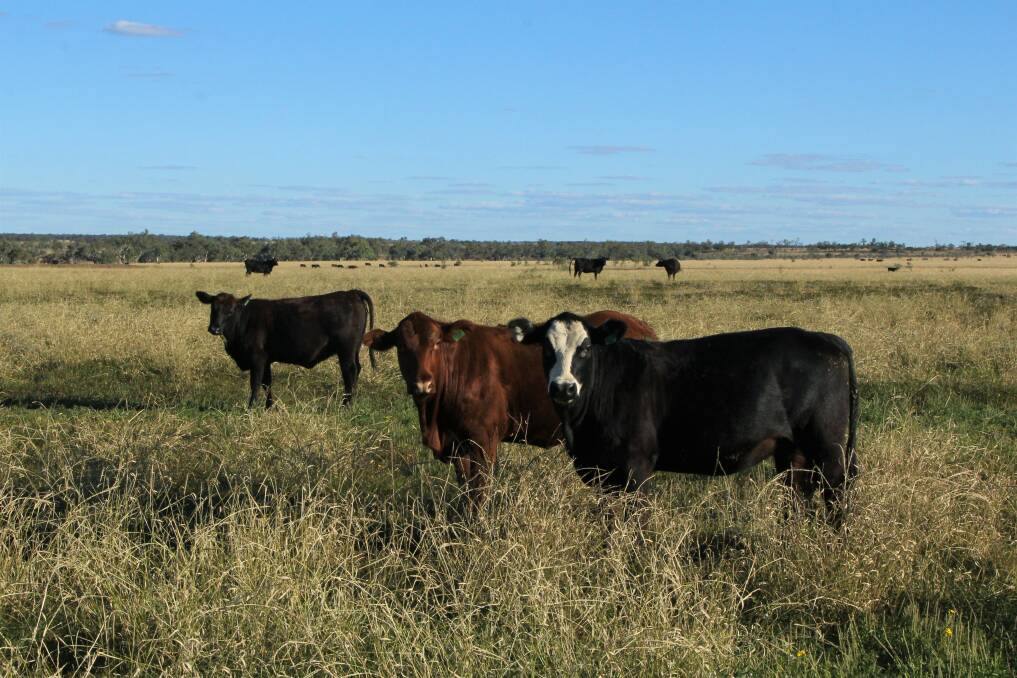 First calf heifers have been put on the feed at Mareto, which was totally destocked until it rained in March.