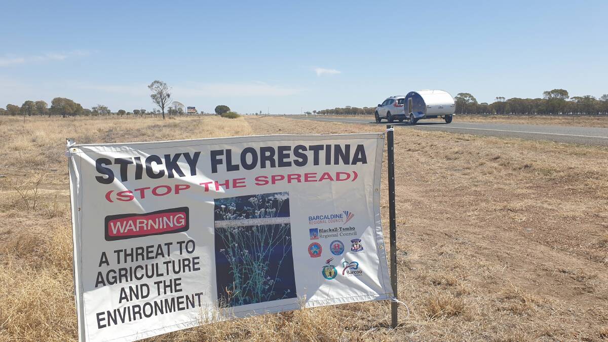 A banner in the Barcaldine shire alerting drivers to the location of stick florestina on the roadside. Picture: Sally Gall