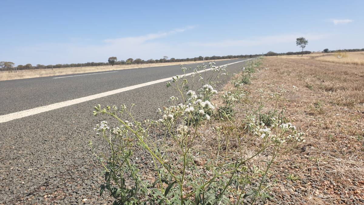 Sticky florestina plants growing along the Landsborough Highway in the Barcaldine shire. Picture: Sally Gall