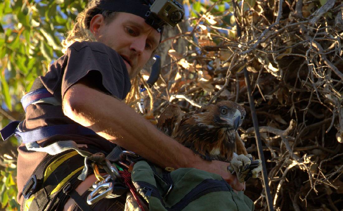 Simon Cherriman collecting a wedge-tailed eagle from its nest for research purposes. Picture: Judy Dunlop