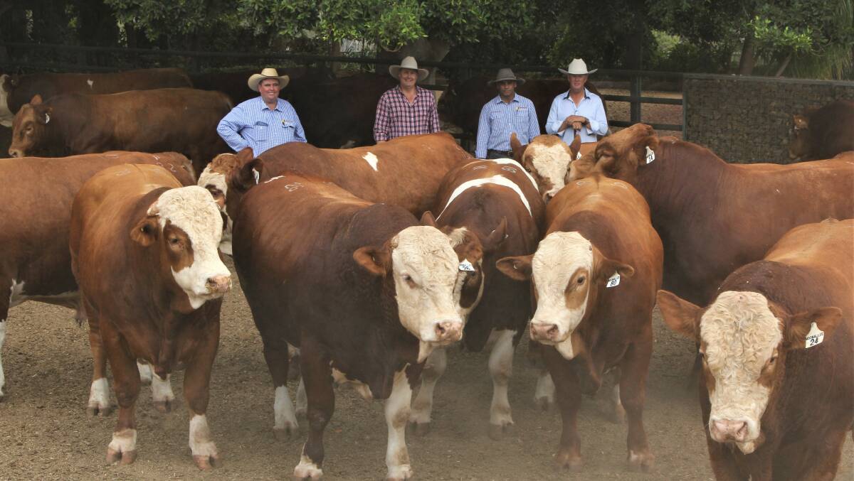 Queensland Rural's Shaun Flanagan and Troy Trevor look over some of the bulls for sale with Tom Baker and Brett Nobbs.