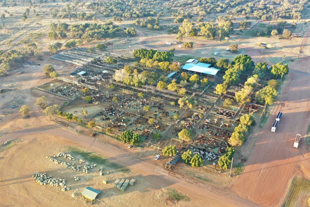 Full house: Blackall's cattle selling facility is constantly busy with stock movements. Pictures: Sally Gall.