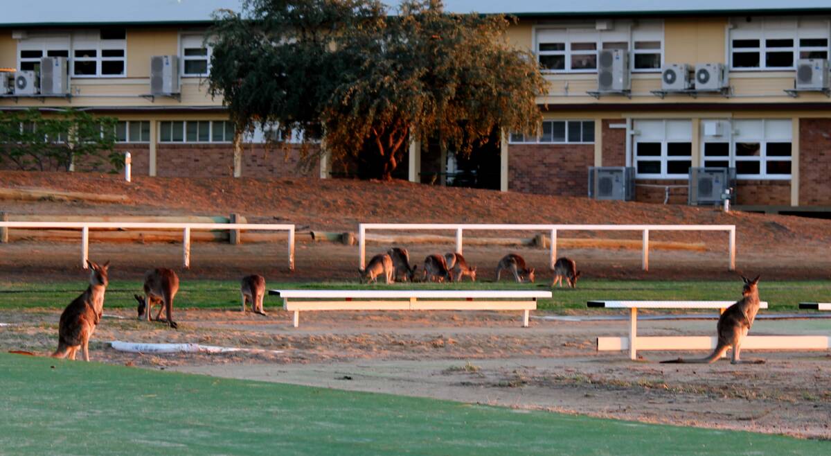 Schools throughout rural Queensland, including the Longreach State High School, pictured here, have struggled to keep kangaroos from damaging sporting fields and leaving ticks behind.