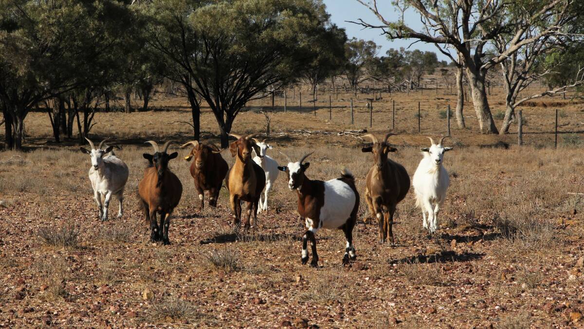 Joe Taylor and Anita Dennis at Blackall are one of many putting feral goats behind wire and introducing better genetics.