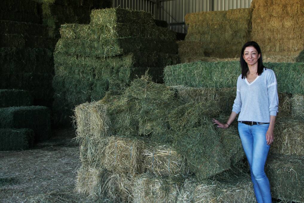Therese Cottone said every bale of hay in this shed had already been sold.