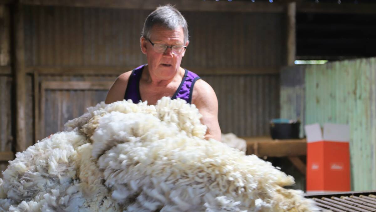 Chris Britnell looks over one of the hundreds of thousands of fleeces he's assessed at Teviot for the Mitchell and Sorensen families in the last 50 years. Picture: Sally Gall